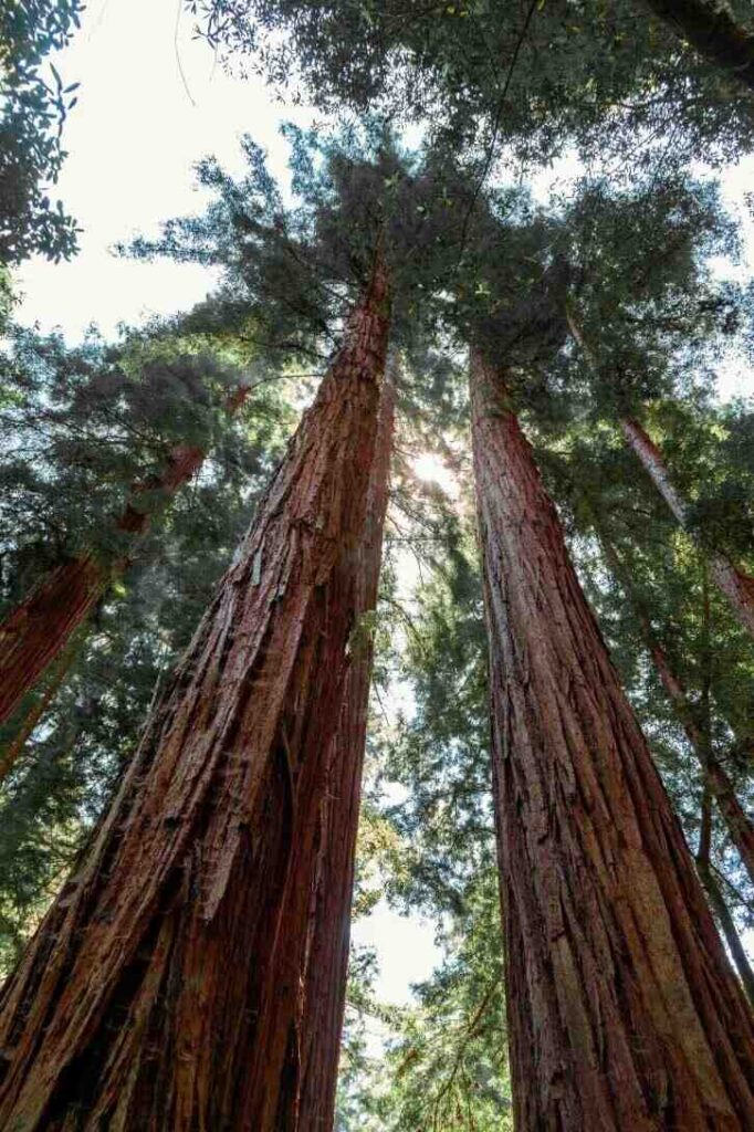 The view standing below and looking up at the massive redwood trees in Redwood National Park in California.