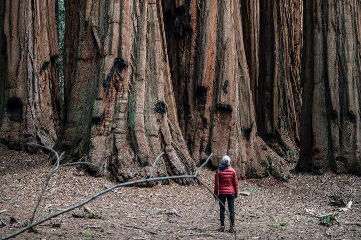A woman standing at the base of the largest trees on Earth at Sequoia National Park in California.