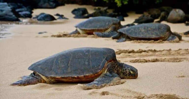 Your Ultimate Guide to the 10 Best Beaches to See Turtles in Maui