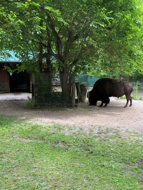 The large bison you can see in its enclosure at the free zoo in High Park.