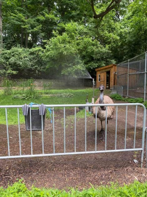 The large emu you can see at the free zoo in High Park which is behind two large fences.