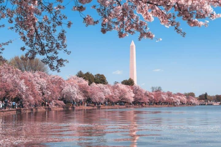 The stunning pink cherry blossom trees along the water of the Tidal Basin with the view of the Washington Monument in the distance.