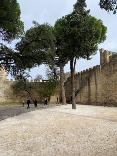 Inside of Castelo de Sao Jorge with tall trees in a courtyard surrounded by ancient stone walls.