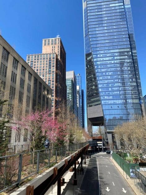 The view of cherry blossom trees and unique architecture you see while walking The High Line in New York City.