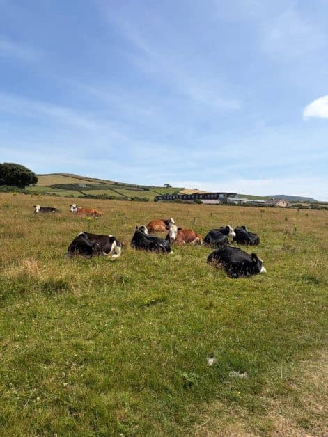 Black-and-white and brown cattle resting in a grassy field, with rolling hills and a modern building visible in the background.